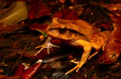 115-Platypectrum fletcheri